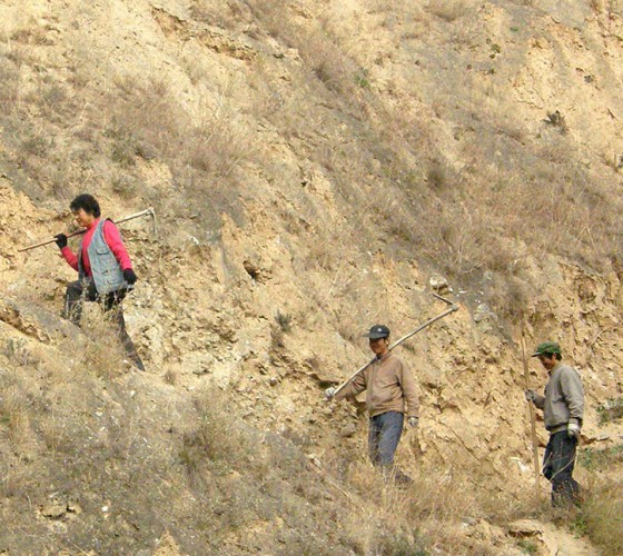 雖沒(méi)有十里桃林，漫山遍野的灼灼芳華。但我們有萬(wàn)畝國(guó)家級(jí)標(biāo)準(zhǔn)化油橄欖種植示范基地，漫山遍野，香氣撲鼻。畝是中國(guó)市制土地面積單位，一畝等于六十平..