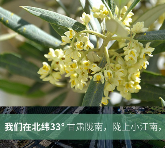 武都的氣候、土壤等與地中海沿岸極其相似，同處于世界頂級(jí)油橄欖黃金生產(chǎn)帶（32°58--33°36）年平均氣溫為14.7°，年日照時(shí)數(shù)1911..